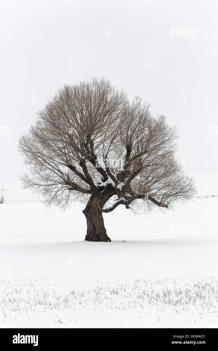 Solitario árbol en un suave , y tranquilo entorno con nieve en invierno. Foto de stock