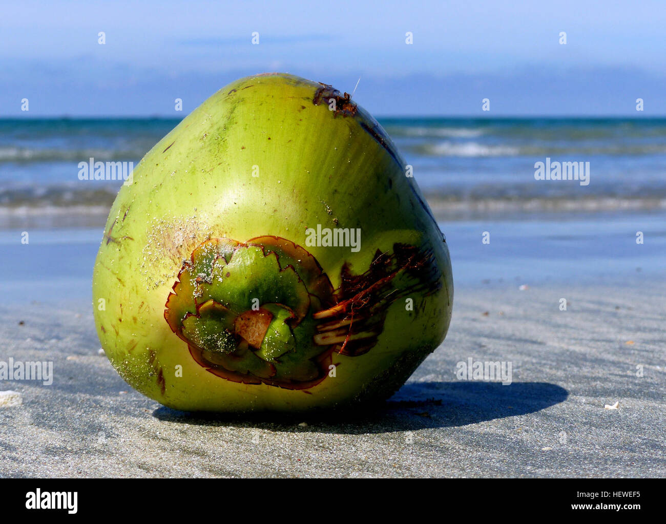 El coco viene de la palmera de coco que crece a lo largo de los trópicos y subtrópicos. El El coco viene de la palmera de coco que crece a lo largo de los trópicos y subtrópicos. El