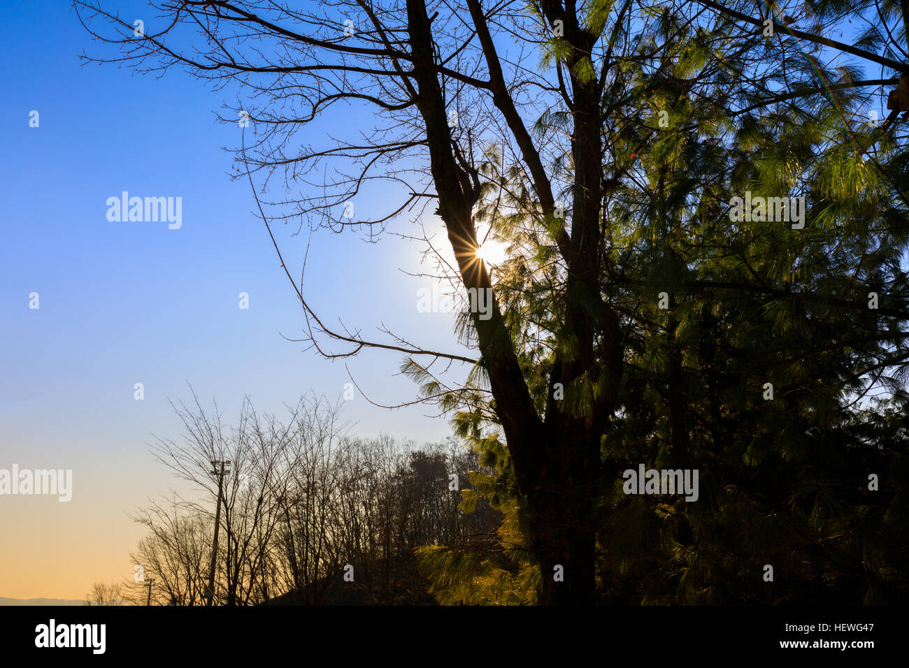 Antecedentes de sun ray a través de los árboles con el cielo azul. Foto de stock