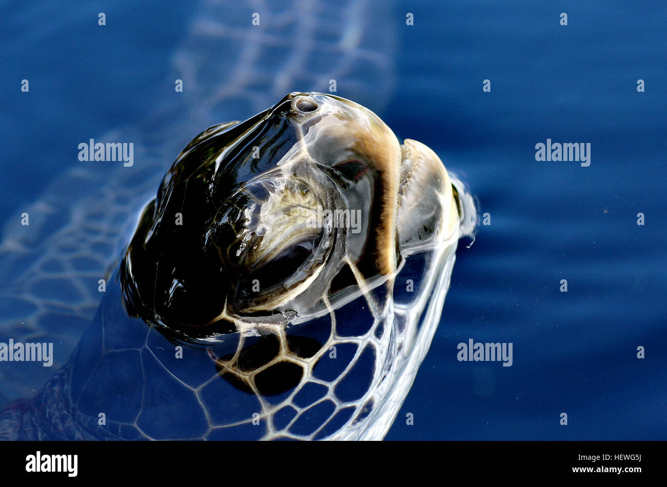 La tortuga de mar verde, también conocida como la tortuga verde, la tortuga negra o tortuga verde del Pacífico, es una gran tortuga marina de la familia Cheloniidae. Es la única especie del género Chelonia. Foto de stock