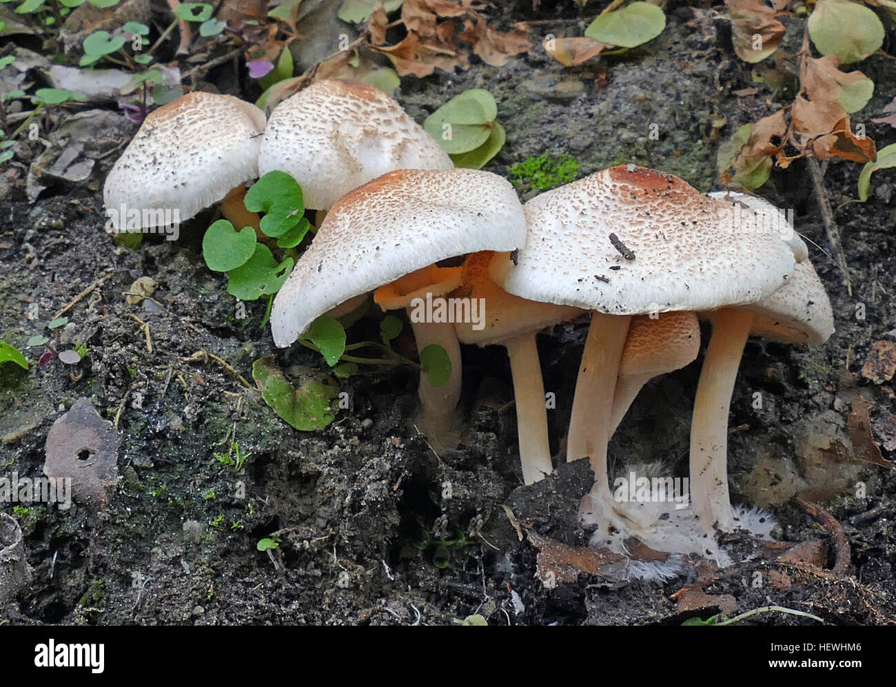 Macrolepiota clelandii, conocida comúnmente como la esbelta sombrilla o  parasol graciosa, es una especie de hongo que forma el hongo de la familia  Lepiotaceae Fotografía de stock - Alamy