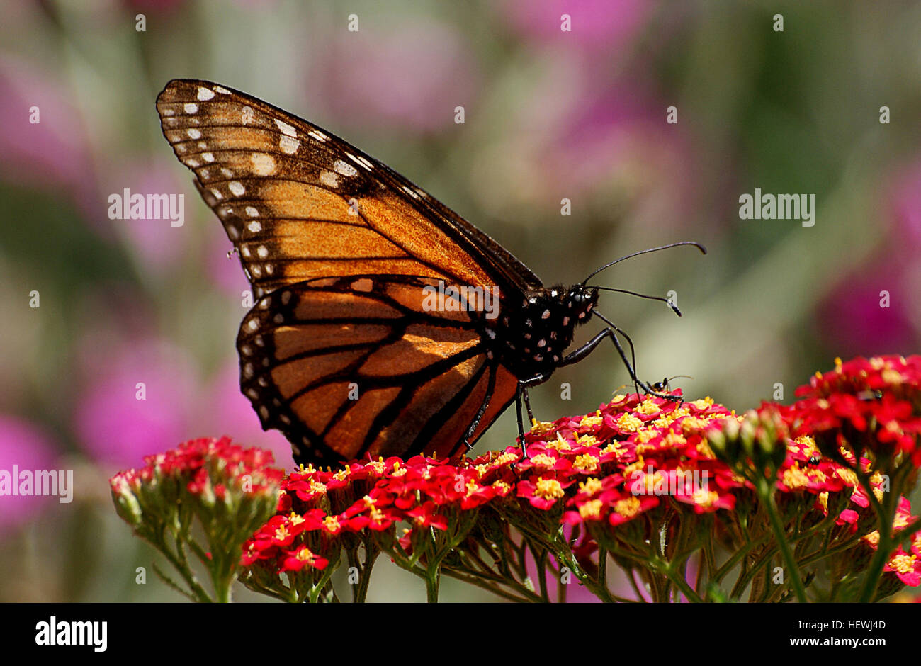 meditación fin de semana Se infla El monarca es una mariposa que venenosas comunes come venenoso asclepias en  su etapa larval y pone sus huevos en la planta de Asclepias. Las monarcas  tienen una envergadura de 3 3/8