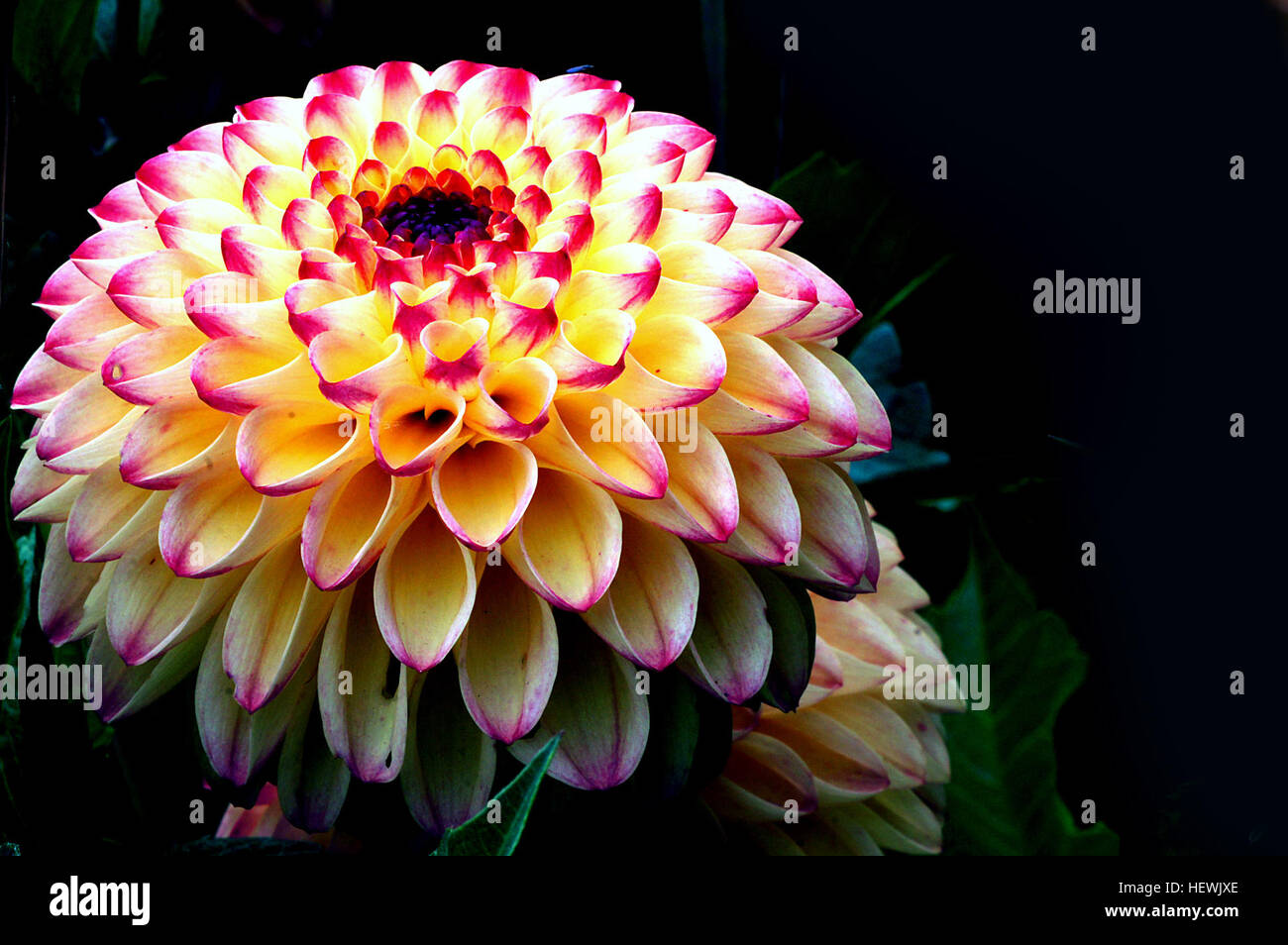 Dalia oreti dandy fotografías e imágenes de alta resolución - Alamy