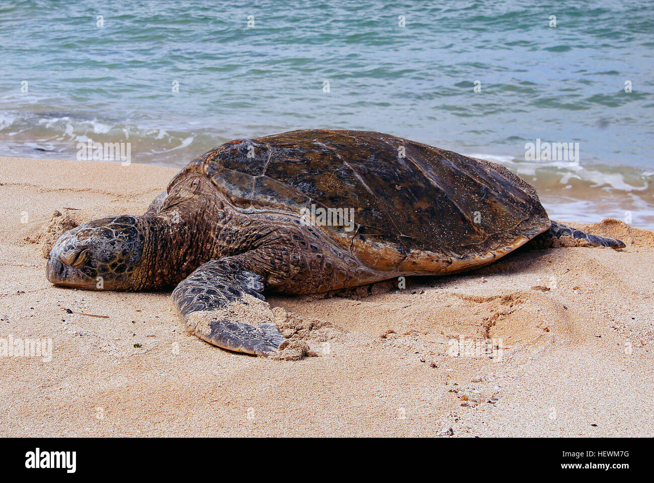 Las tortugas de mar los dos tipos de tortugas marinas más frecuentemente observado en Hawaii son la tortuga verde y la tortuga carey. Otras tres especies pueden ocurrir, pero son muy pocas veces visto en nuestras aguas costeras. La tortuga de mar verde aparece como una especie amenazada en virtud de la legislación federal y estatal. Las tortugas marinas verdes de Hawai han demostrado una buena recuperación de la población en los últimos años, aunque todavía están plagados de un papiloma virus que causa tumores deformantes. Tortugas Carey, catalogada como una especie en peligro de extinción, son avistados mucho menos frecuente que el de los Verdes. Foto de stock