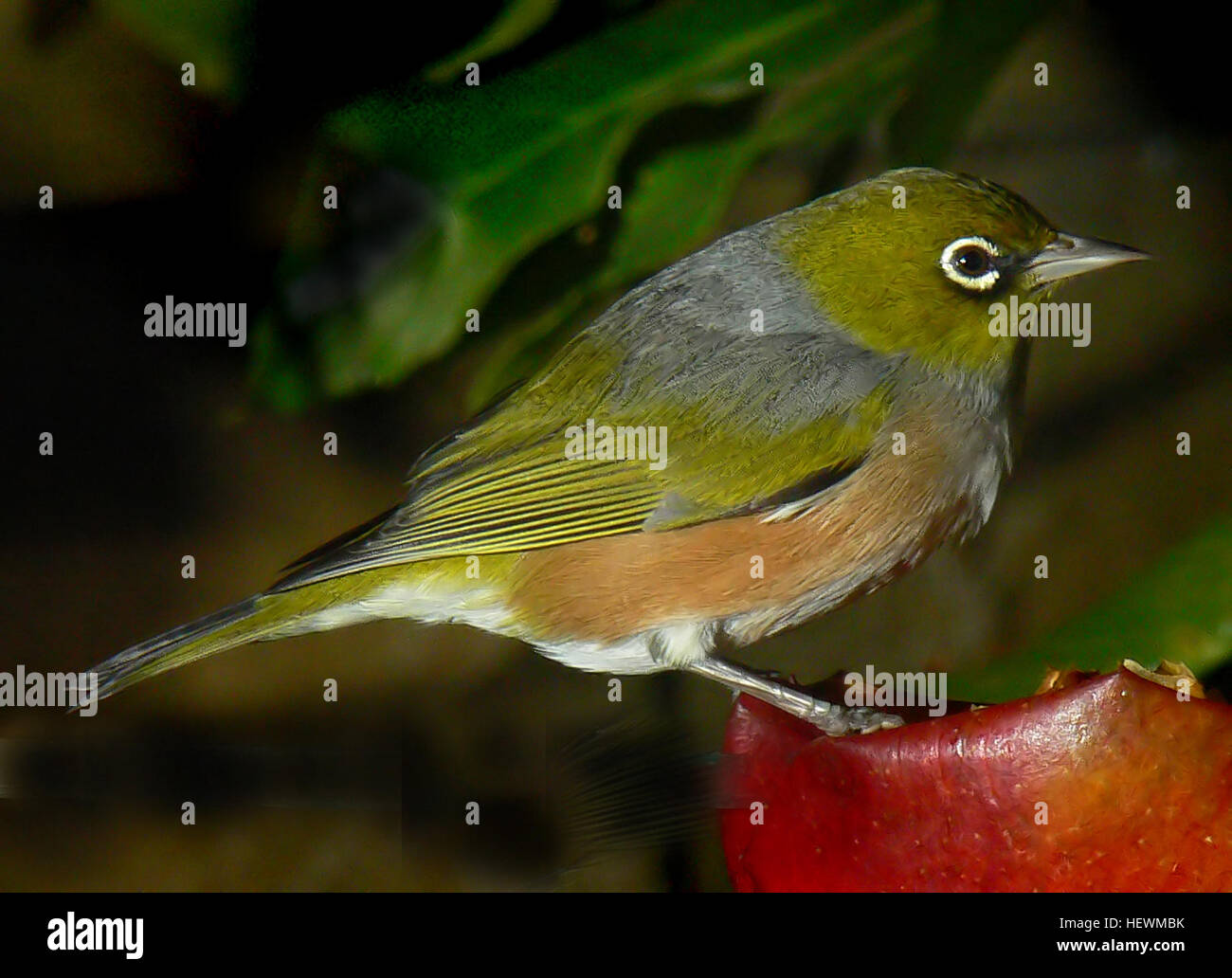 ,,Aves,Nueva Zelanda,ojos,Silvereye Plata,pájaro pequeño,cera-eye,Zosterops lateralis Foto de stock