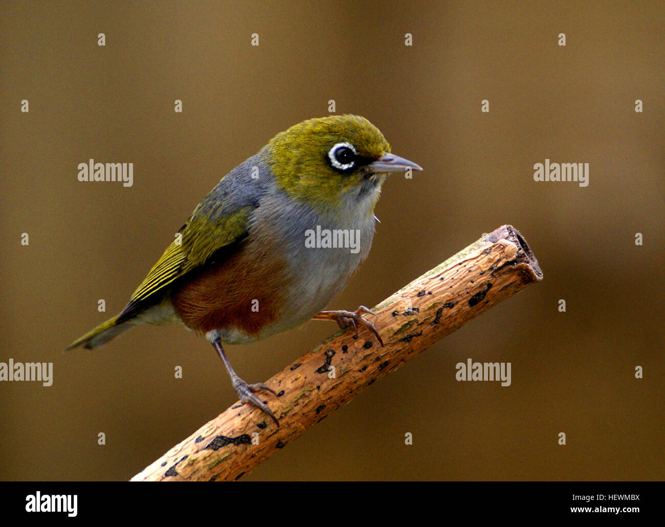 La silvereye (Zosterops lateralis) - también conocida como la cera-eye, o  algunas veces blanco ojo - es un pequeño pájaro de bosque verde oliva con  anillos blancos alrededor de sus ojos. Estas
