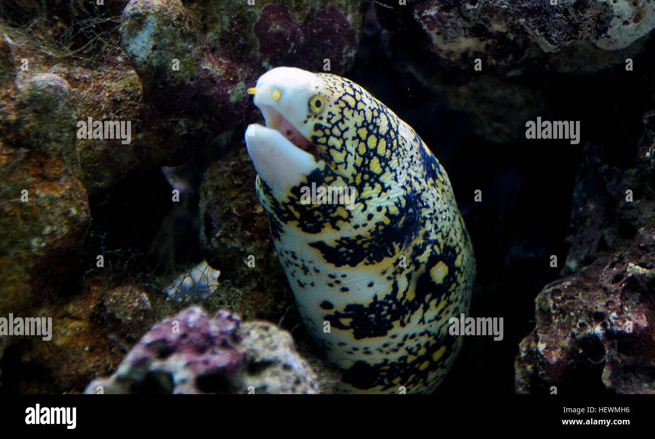 El Snowflake moray, Echidna nebulosa, también conocida como el empañado moray entre muchos diferentes nombres vernáculos, es una especie de peces marinos de la familia Muraenidae Foto de stock