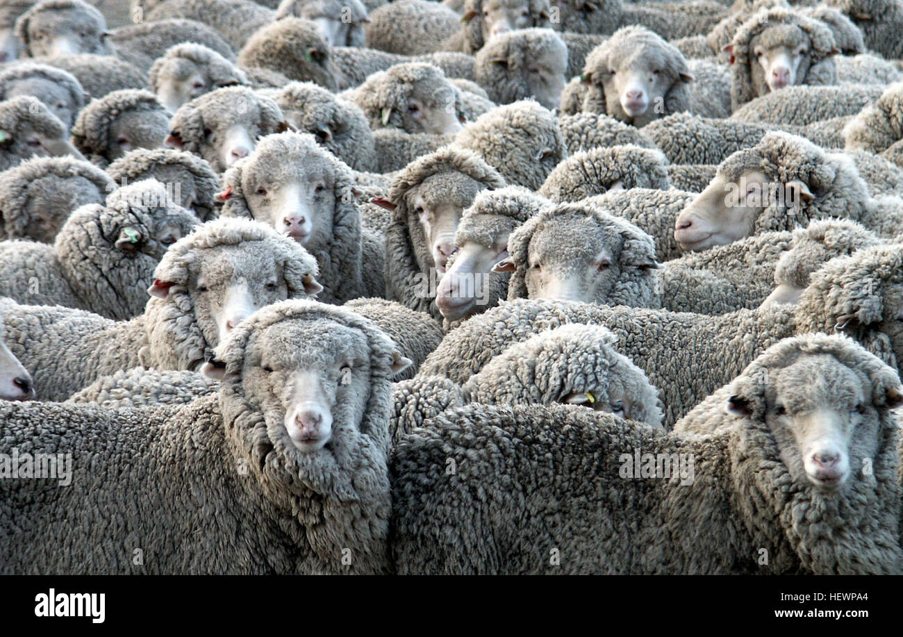 La cría de ovejas ha sido crucial en el desarrollo de la economía de Nueva Zelandia, y por 130 años fue la más importante industria agrícola. OVEJA oveja... Foto de stock