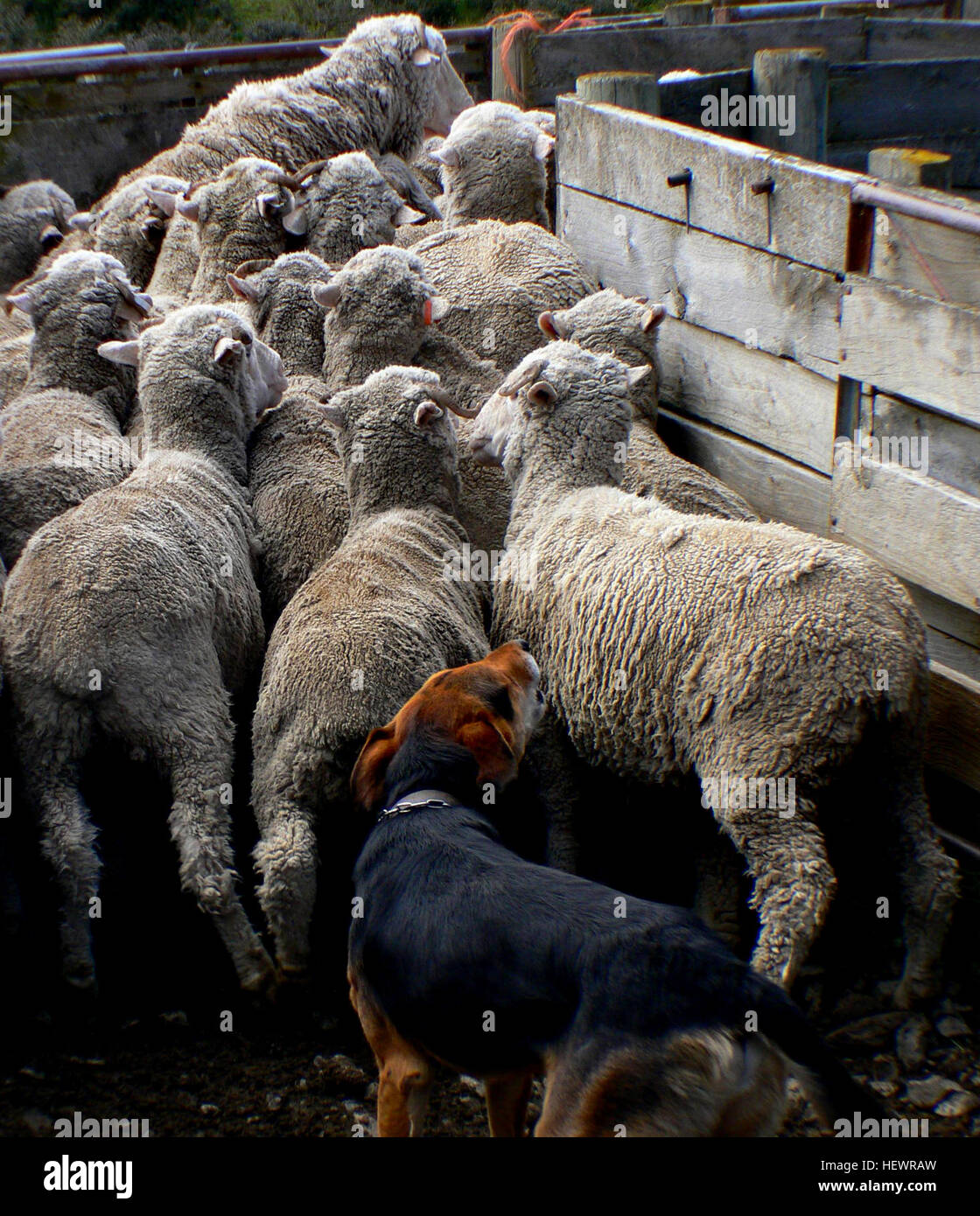 Farm Yard,partida perro,Nueva Zelanda,Ovejas perro,Ovejas,Ovejas Foto de stock