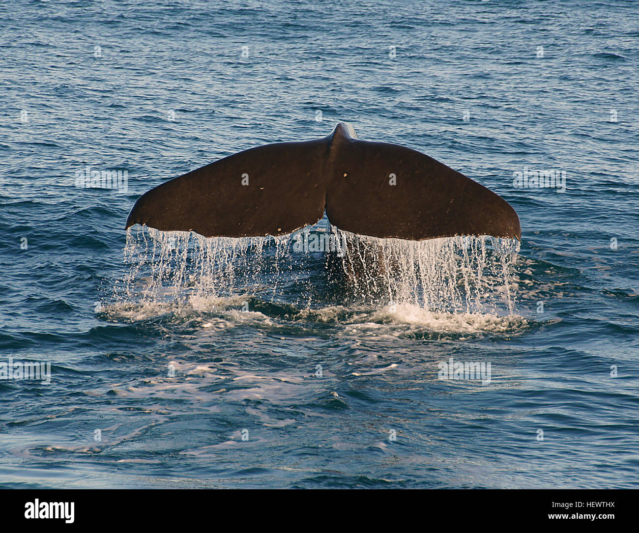 ,,Nueva Zelanda,mamíferos oceánicos,Cachalote,Kaikoura Ballena,ballenas,fluke colas de ballenas, Whale Watch Kaikoura Foto de stock