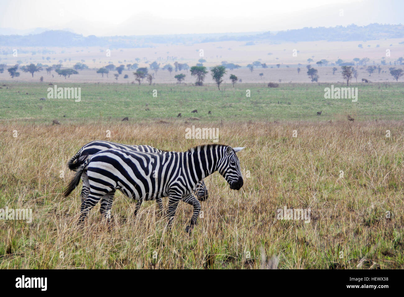 Zebra pecado el salvaje Foto de stock