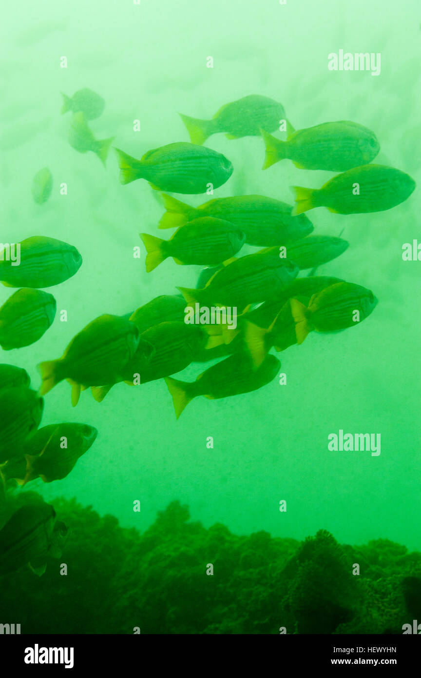 Escuela de peces en las aguas ricas en nutrientes verde si el Golfo de Omán. Foto de stock