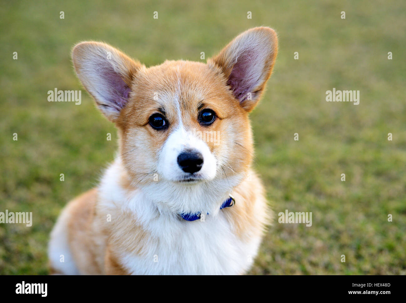Welsh Corgi Pembroke perro sentado Foto de stock