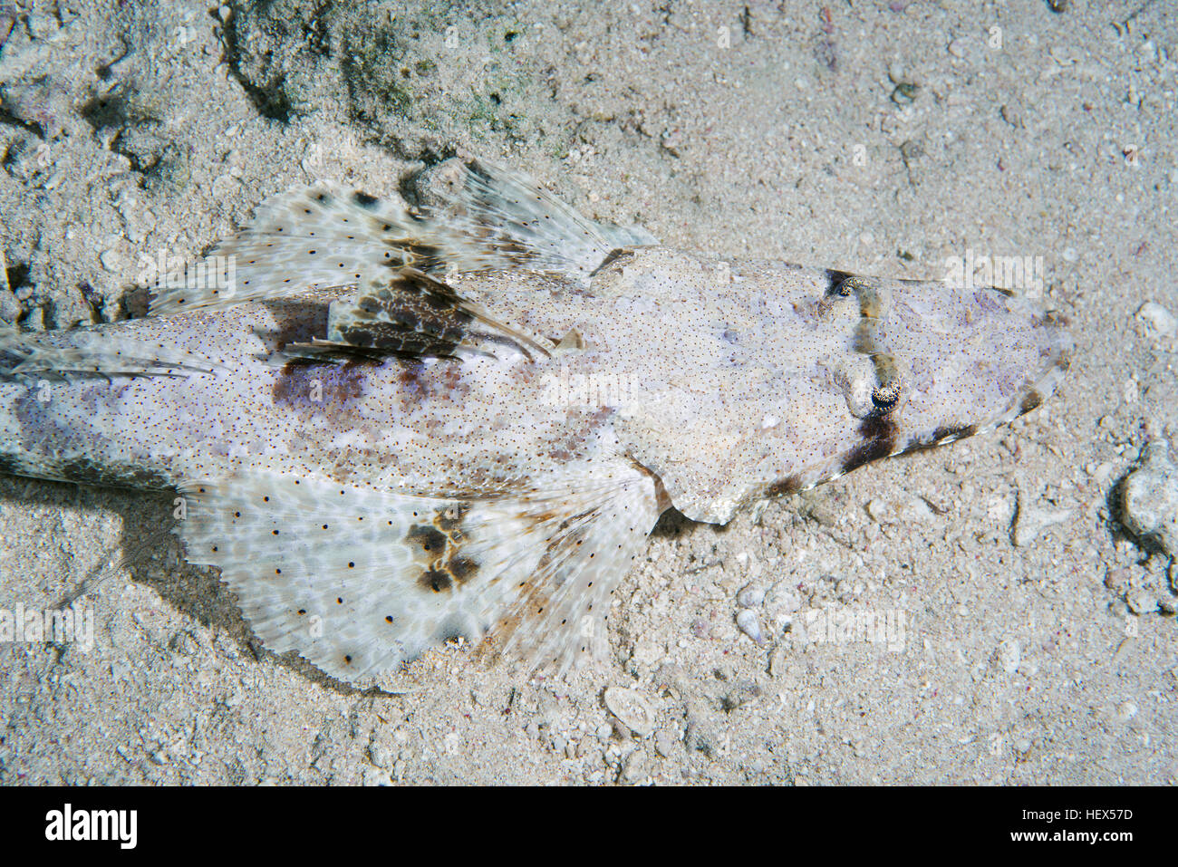 Tentáculos- o Crocodilefish flathead (Papilloculiceps longiceps), Mar Rojo, Sharm El Sheikh, la Península del Sinaí, Egipto Foto de stock