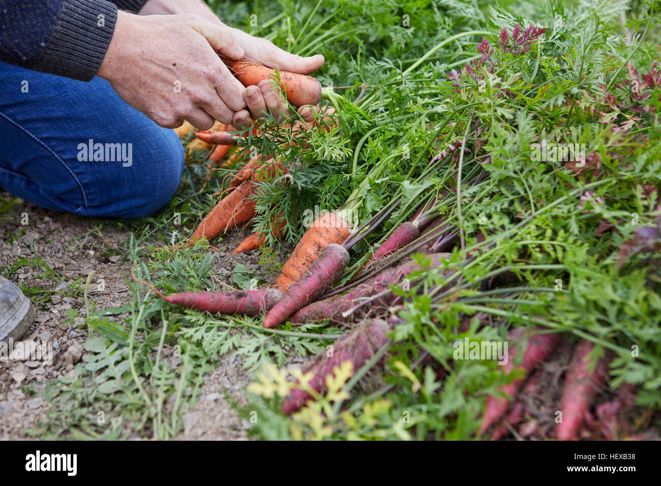 Vista recortada del Hombre cosechando zanahorias Foto de stock