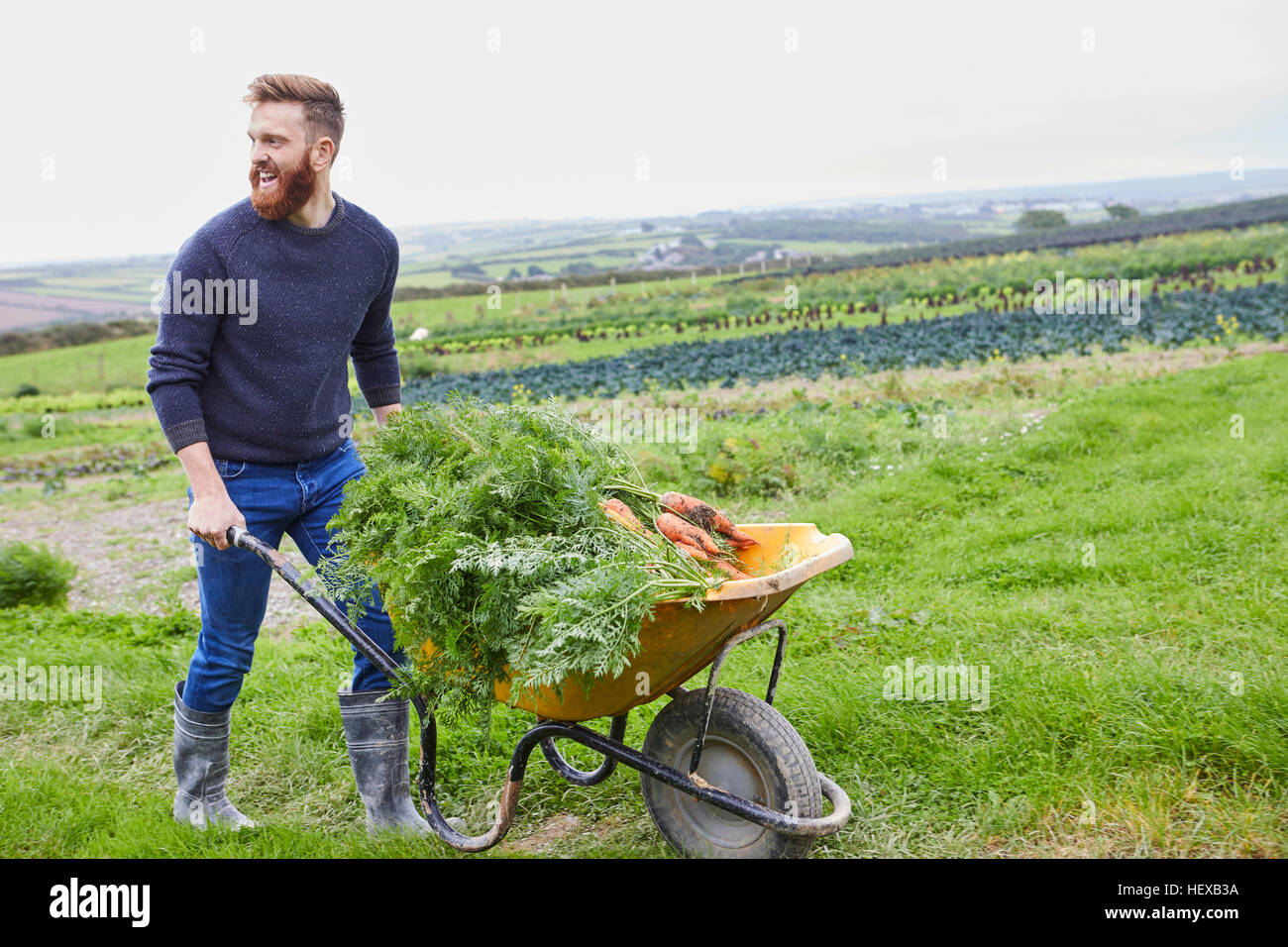 El hombre en la granja empujando la carretilla de mano de zanahorias Foto de stock
