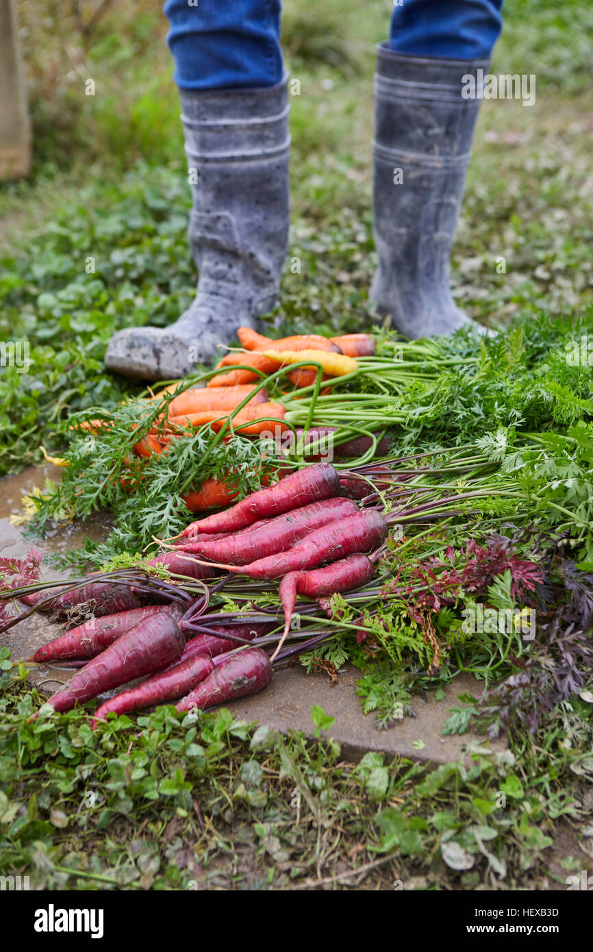 Vista recortada del Hombre cosechando zanahorias Foto de stock
