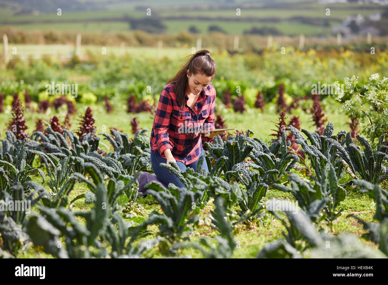 Mujer en jardín vegetal mediante tableta digital Foto de stock