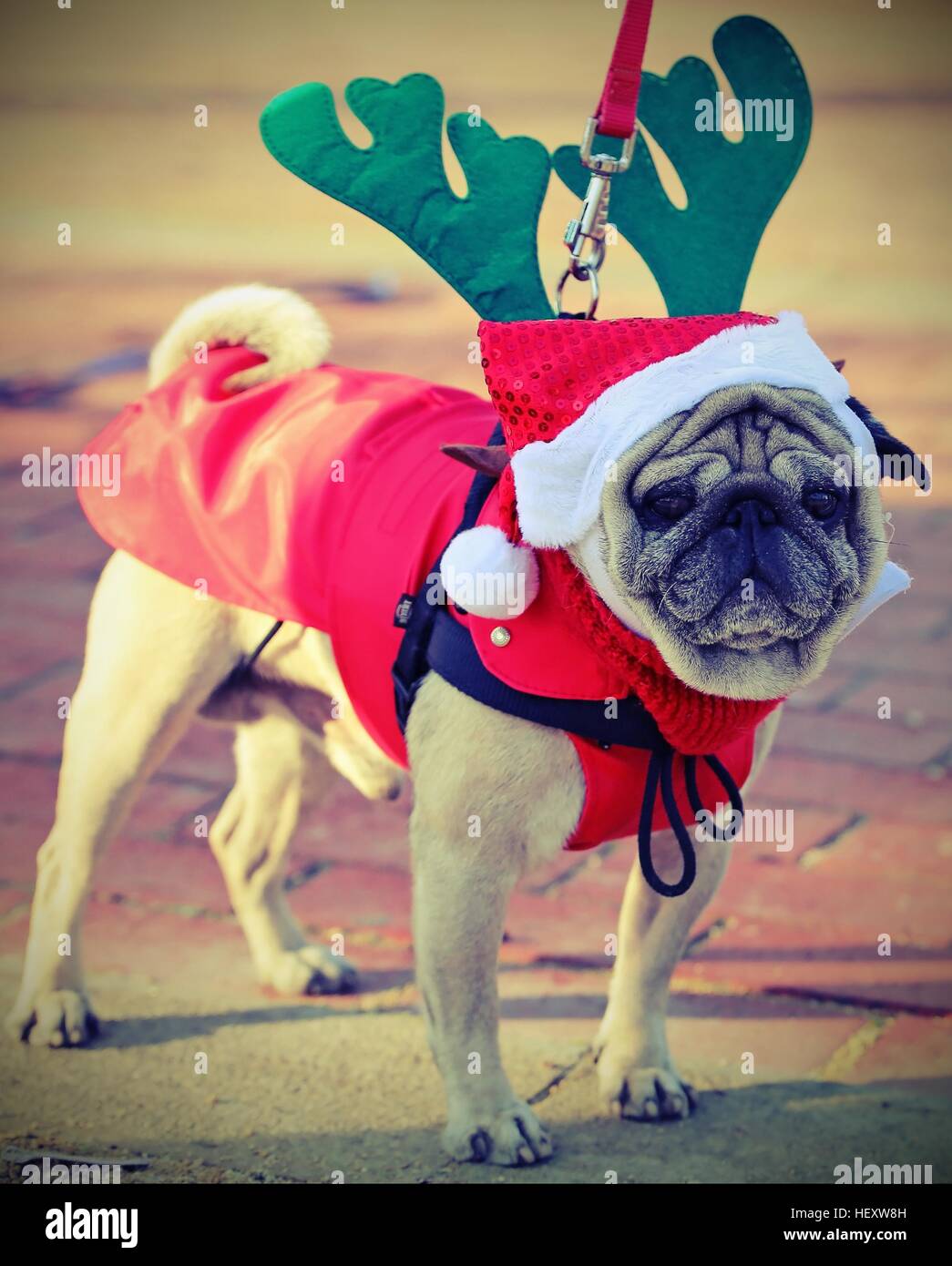 Perro pug con vestido de Santa Claus en Navidad y los cuernos de reno  Fotografía de stock - Alamy