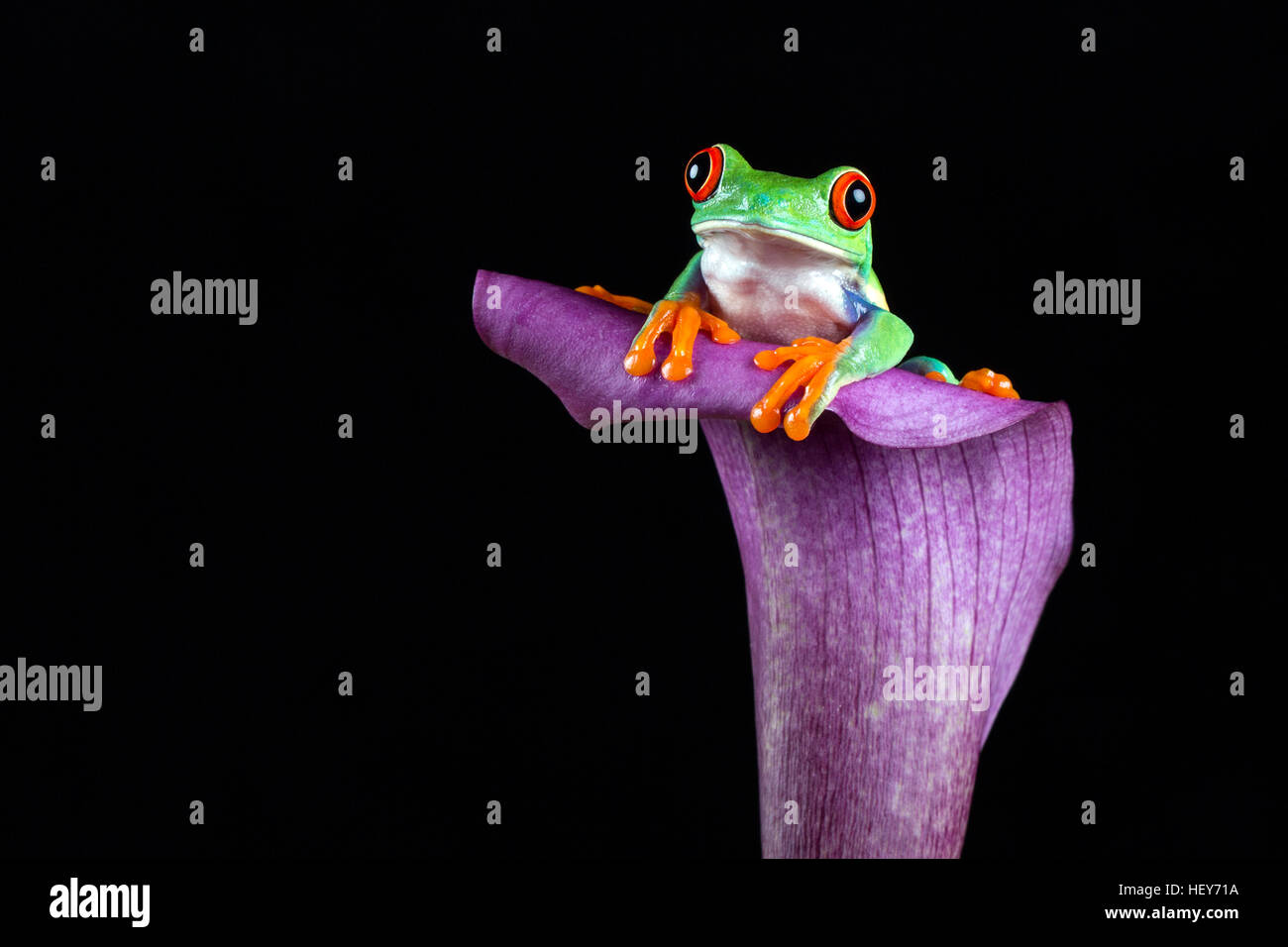 Red-eyed Tree Frog en flor violeta Foto de stock