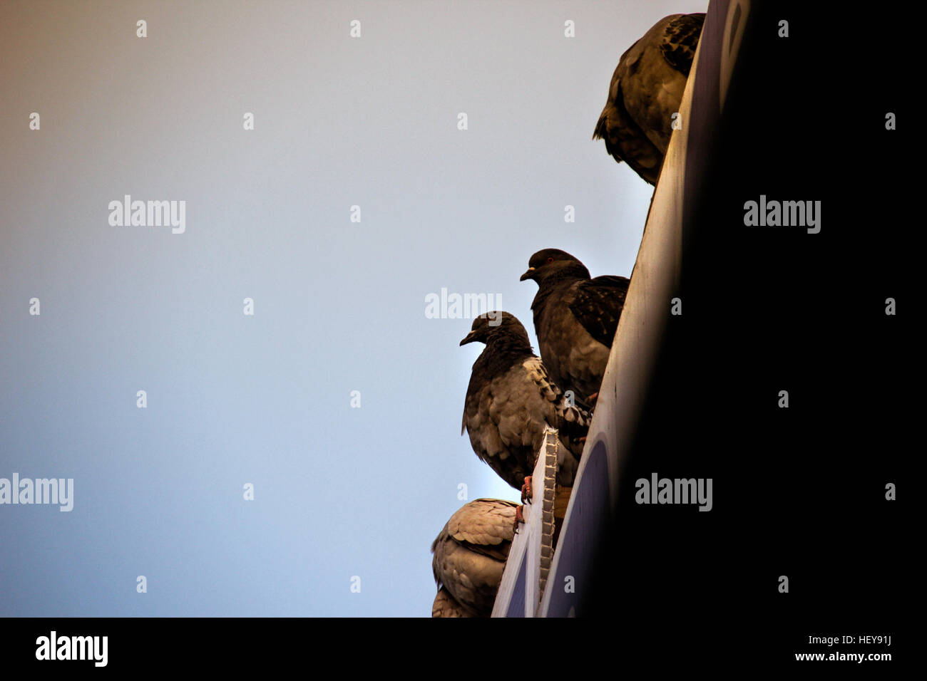 Fotografía de algunas palomas en una escena urbana Foto de stock