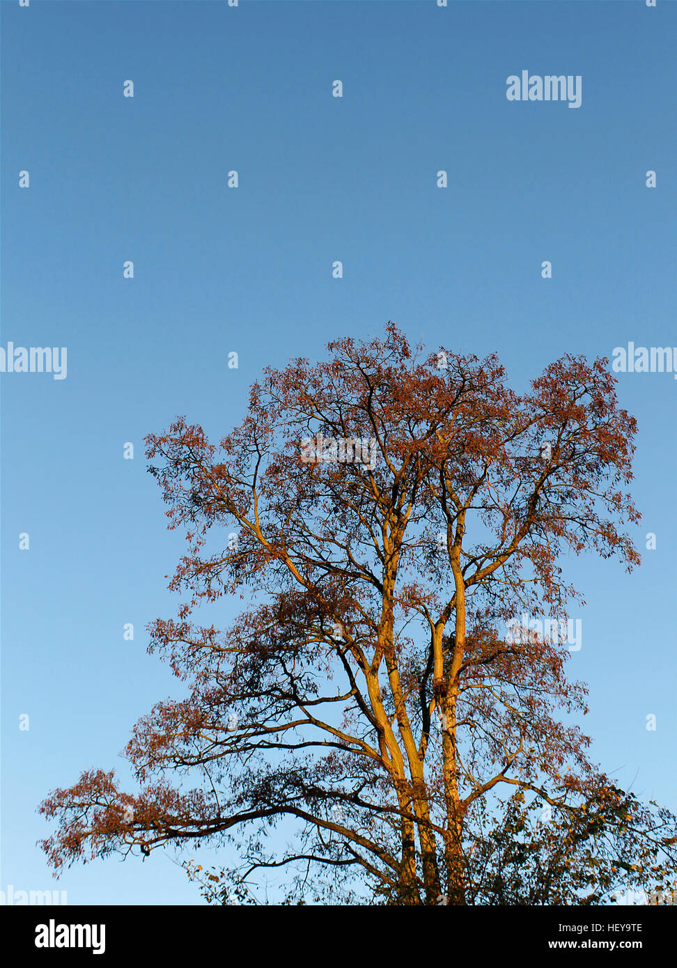 Árbol contra un cielo azul claro. Foto de stock