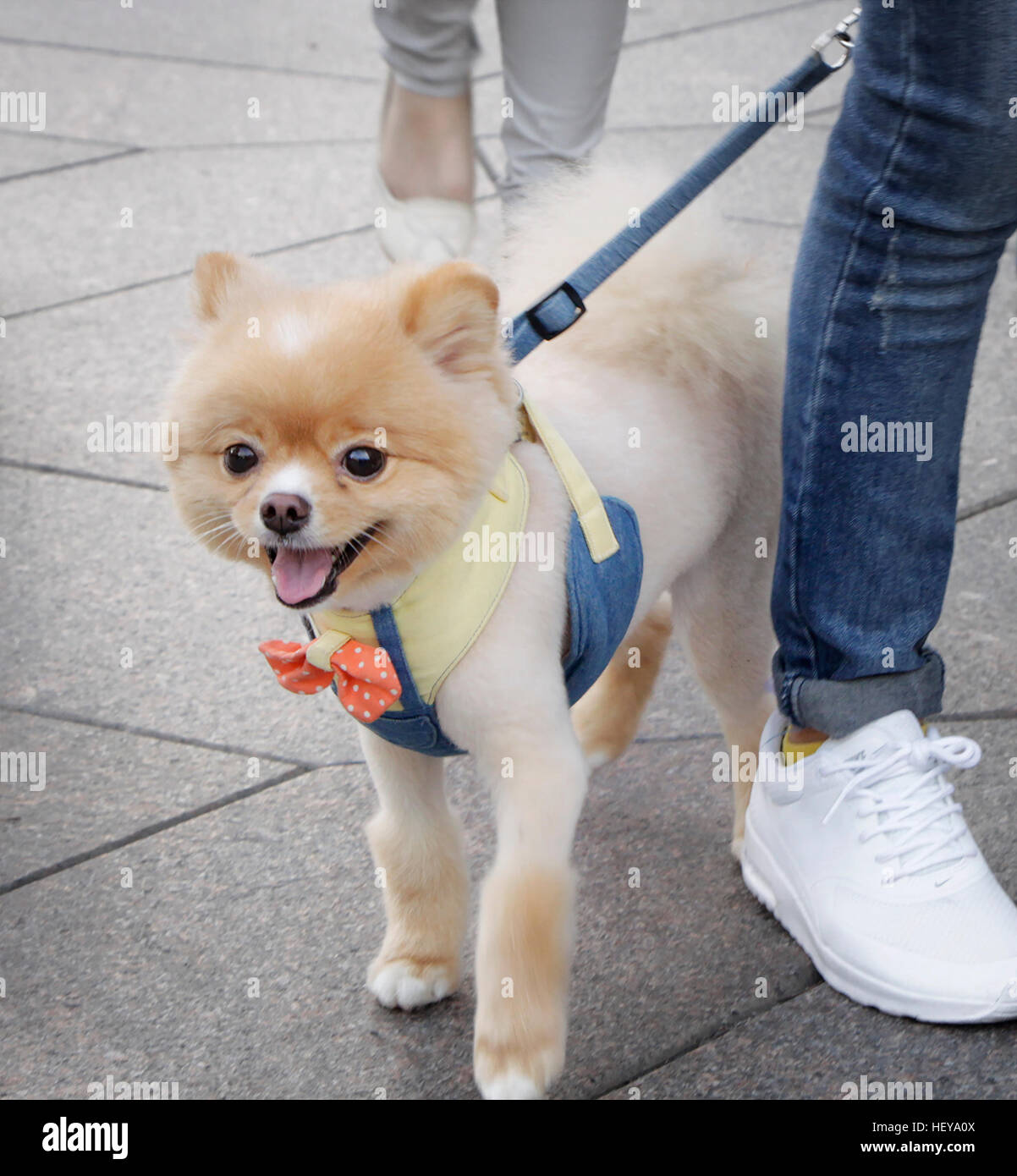 Un lindo perrito en un arnés caminando con su propietario. Foto de stock