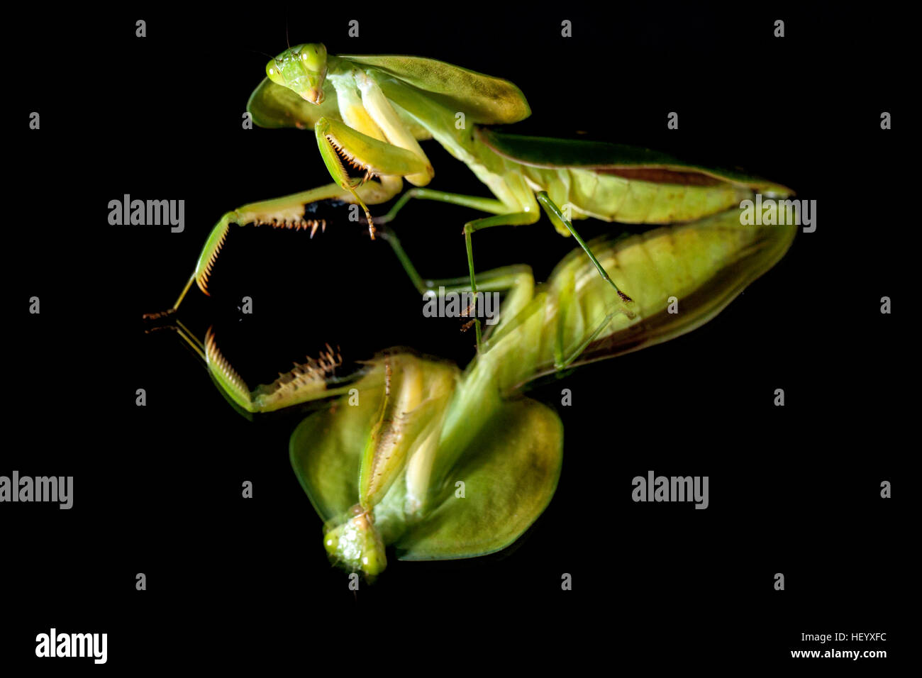 Hoja Verde-imitar Mantis - Laguna del Lagarto Lodge, Boca Tapada; Costa Rica [controlada espécimen] Foto de stock