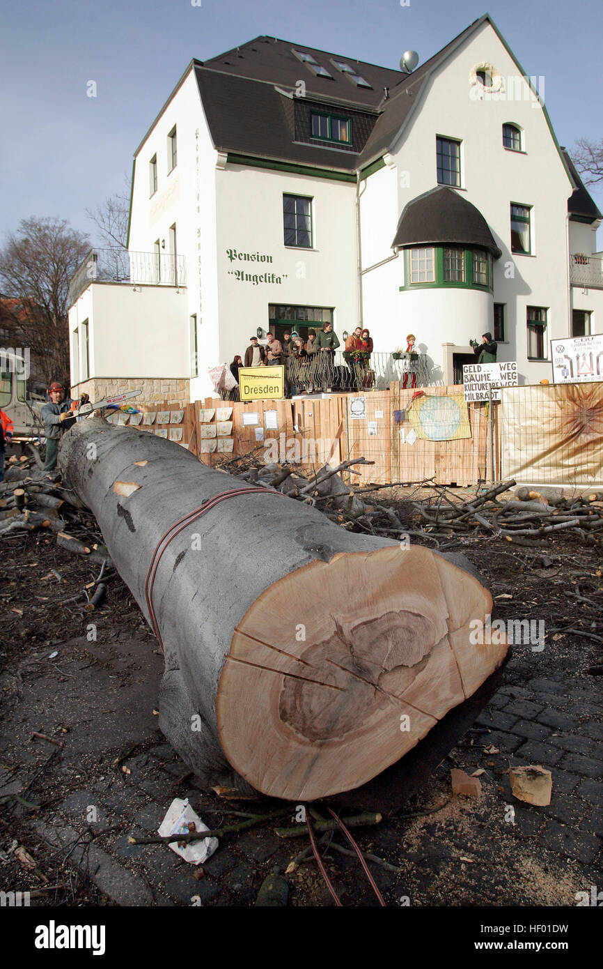 Robin Wood activistas ambientales fueron retirados de un 300-año-viejo árbol que fue cortado para construir nuevo puente Foto de stock