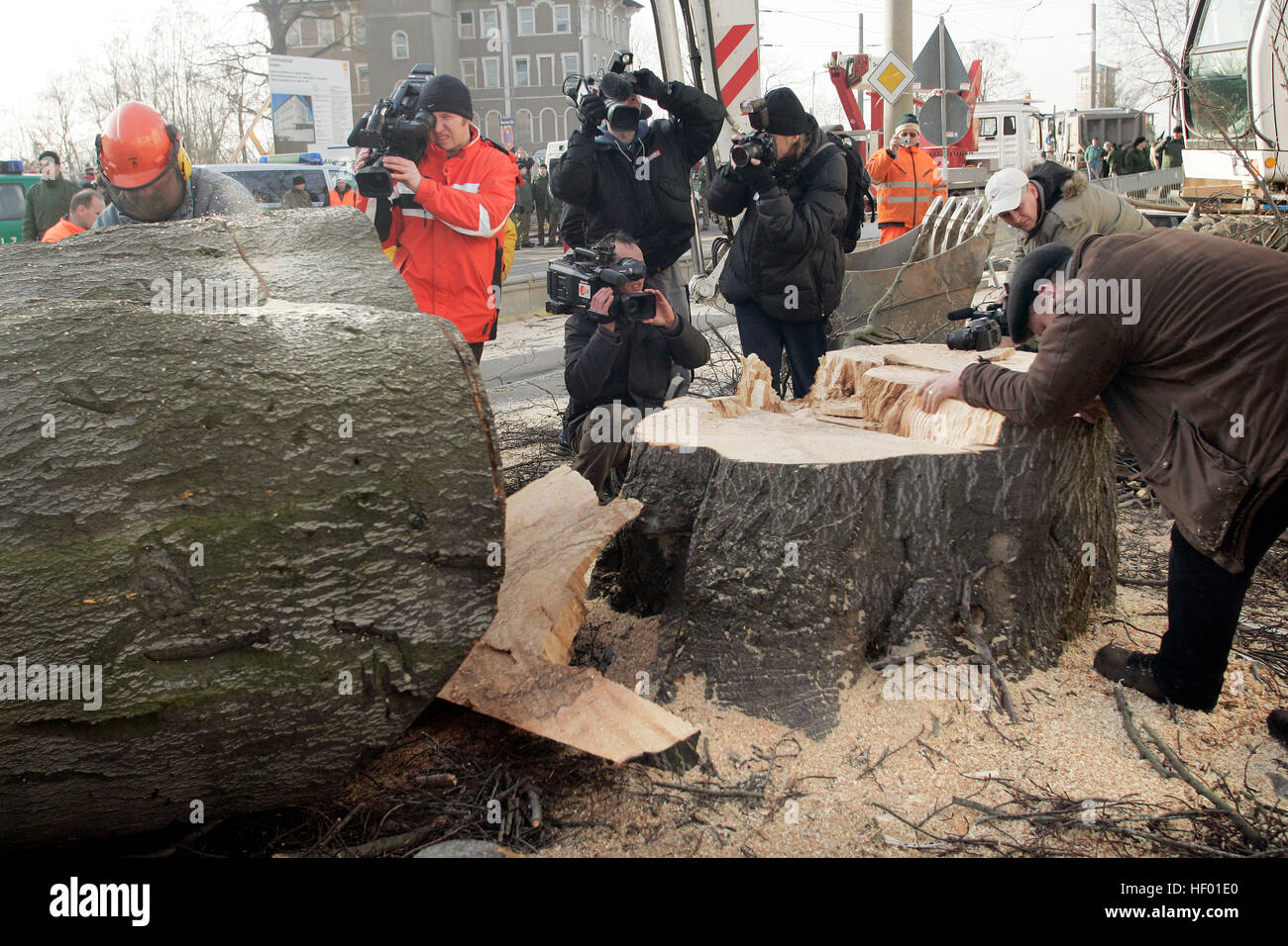 Robin Wood activistas ambientales fueron retirados de un 300-año-viejo árbol que fue cortado para construir nuevo puente Foto de stock