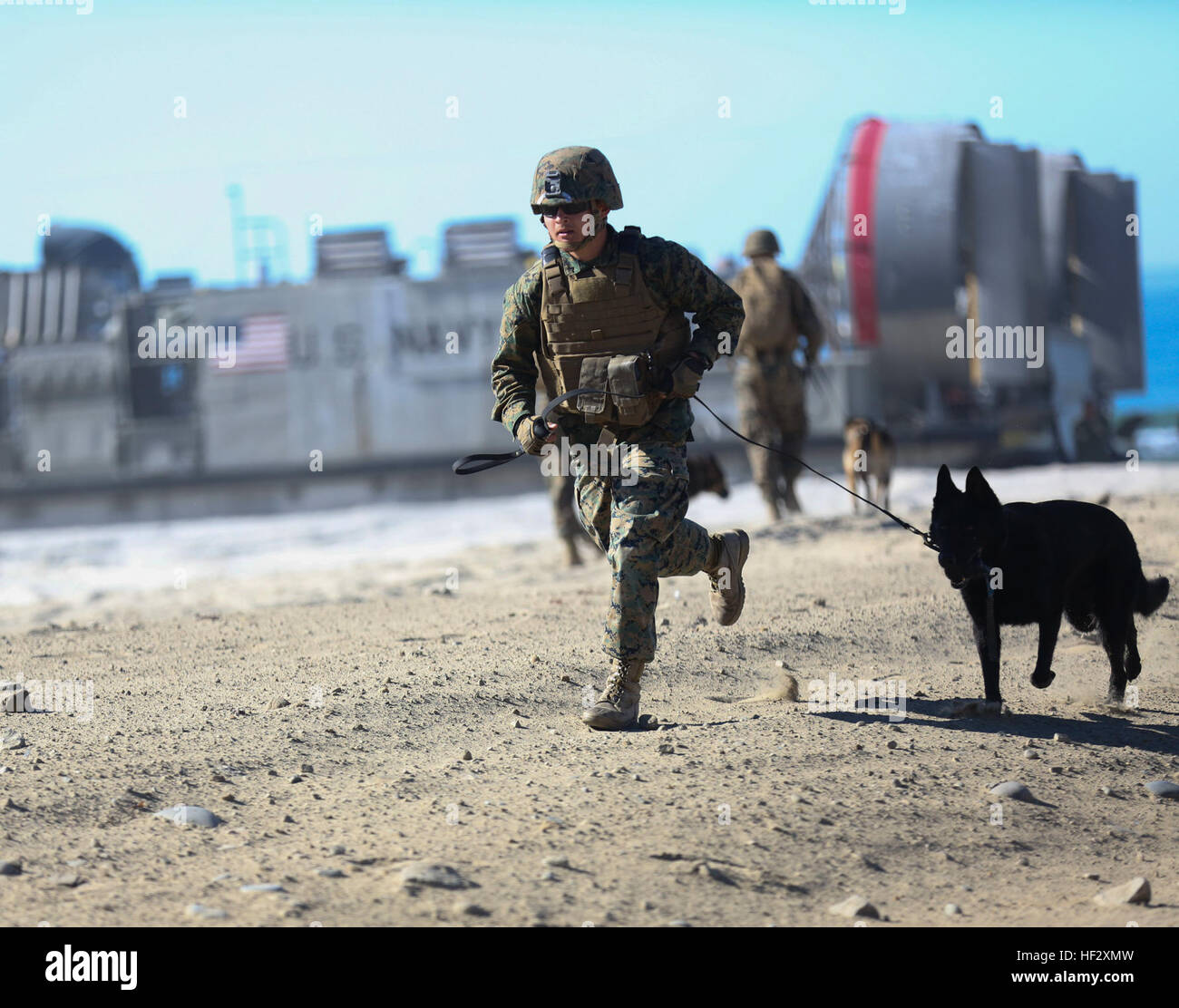 Los infantes de marina con el 1er Batallón de represión golpeó la playa con sus perros de trabajo durante la reciente formación a bordo de Camp Pendleton, California Los perros practican procedimientos de búsqueda y ataque el 12 de febrero. Este entrenamiento, apoyado por embarcaciones de asalto la unidad 5, se realizó un esfuerzo para familiarizar a los Marines y sus perros con LCAC viajes, mientras evalúa qué tan bien pueden trabajar después de su vuelo. 1ª LEB perro formación con el apoyo de la unidad ACU-5 150212-M-JH782-060 Foto de stock
