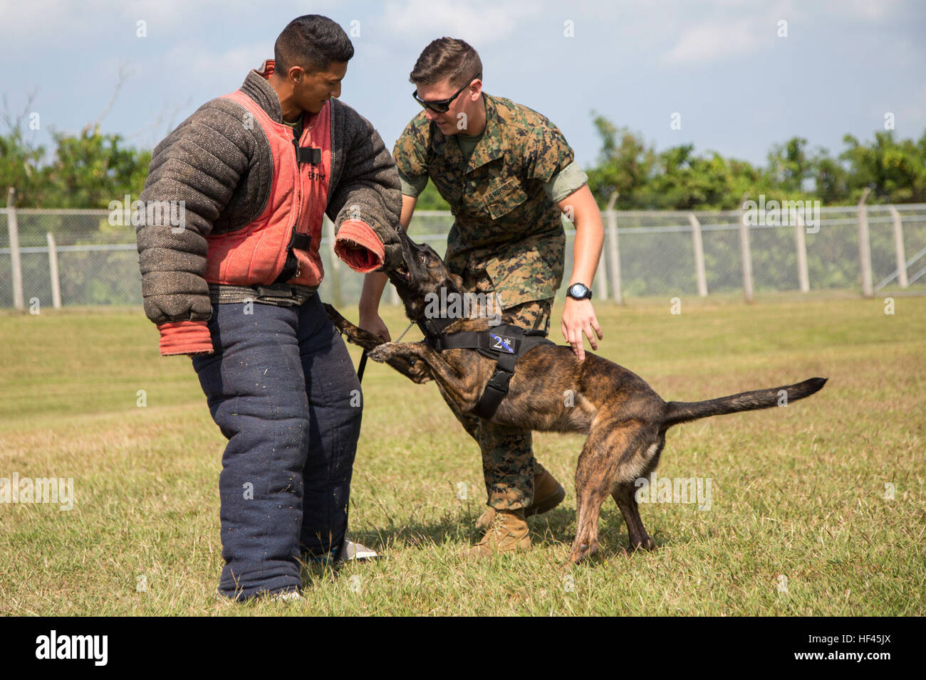Un perro de trabajo militar estadounidense (MWD) pica a un cuerpo protector  palo durante la agresión entrenamiento en la Base Aérea de Kadena, en  Okinawa, Japón, el 4 de noviembre, 2016. Cuerpo