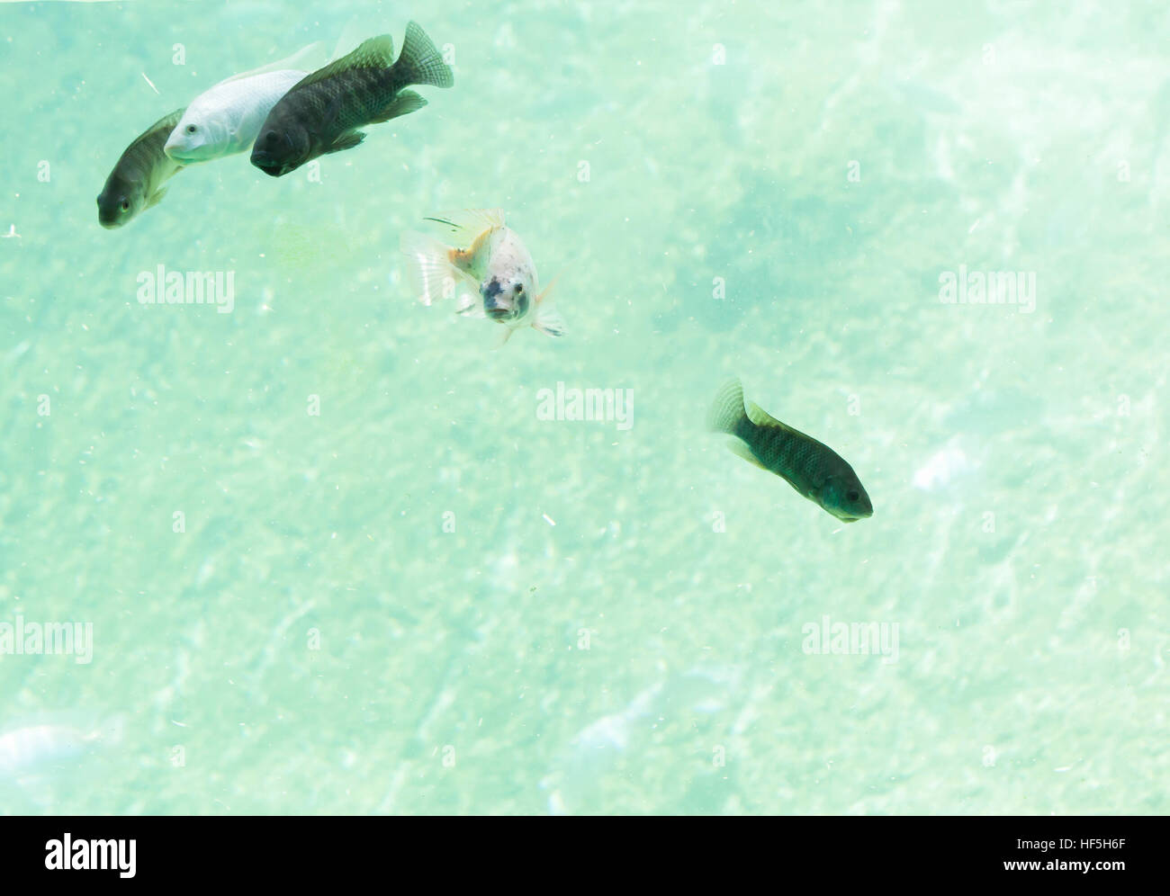 Especies de peces tropicales de agua dulce fotografías e imágenes de alta resolución Página 6