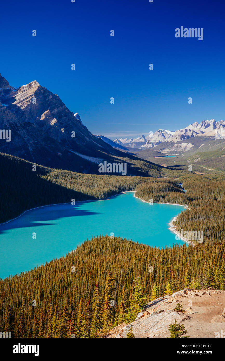 Lago Peyto es un lago del glaciar ubicado en el Parque Nacional de Banff en las Montañas Rocosas Canadienses. El lago en sí es fácilmente accesible desde la carretera Icefields Parkway Foto de stock