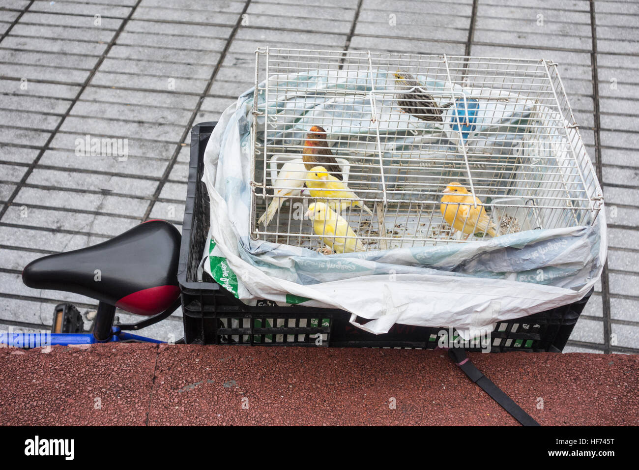 Vendedor de Canarias con las aves en la jaula en la parte de atrás de la  bicicleta fuera del mercado interior de la ciudad de Las Palmas de Gran  Canaria, Islas Canarias,
