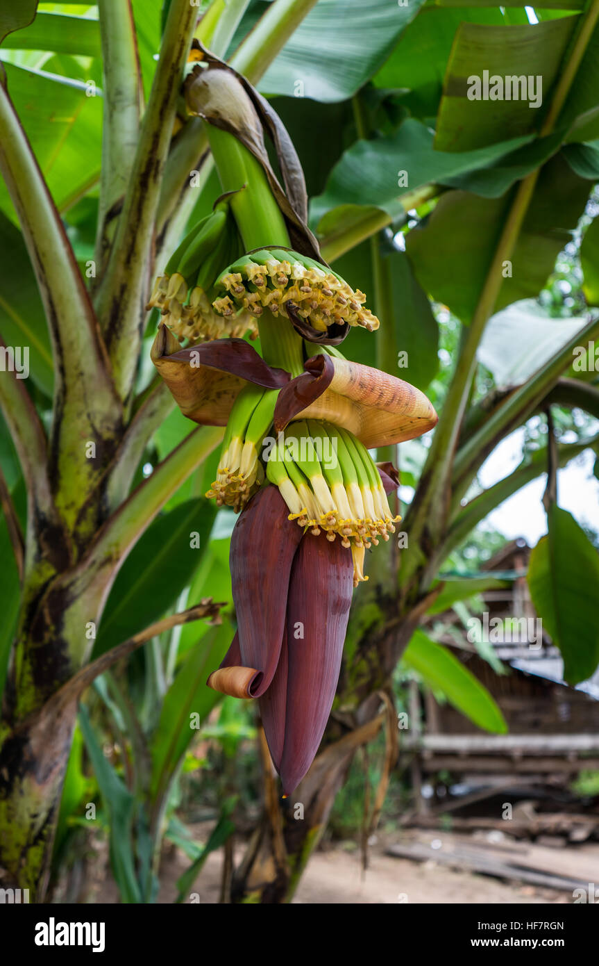Flor de plátano, Vietnam. banana Flor que crece en una aldea agrícola