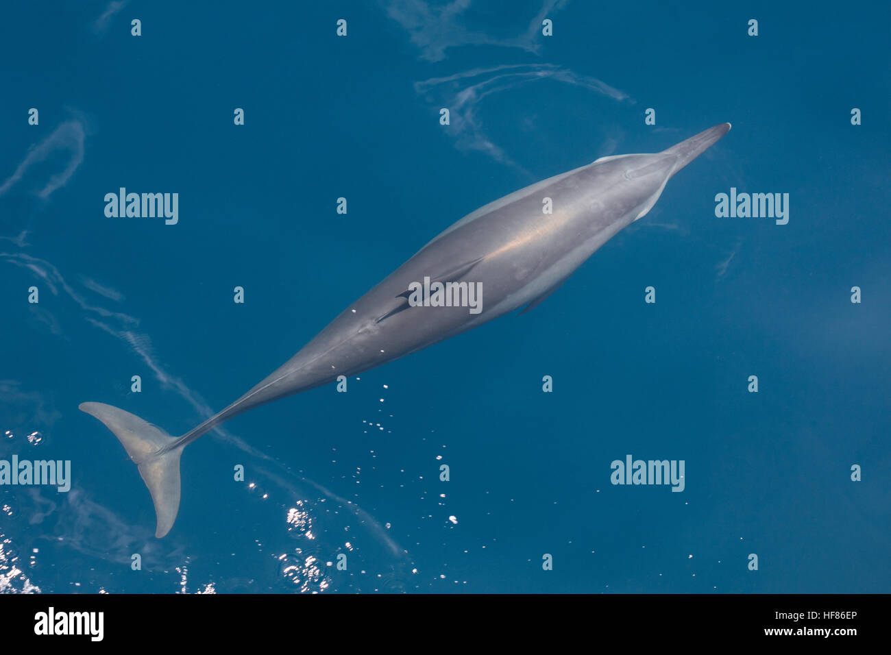 Un delfines (Stenella longirostris) nadando en el océano Pacífico tropical. Estos cetáceos son conocidos por sus acrobacias. Foto de stock