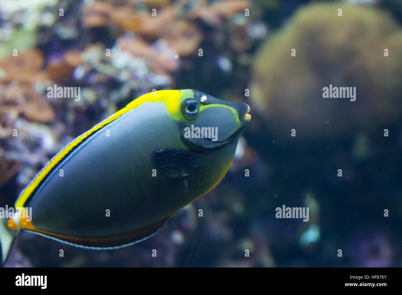 Naso rubio tang (Naso elegans) peces nadando Foto de stock