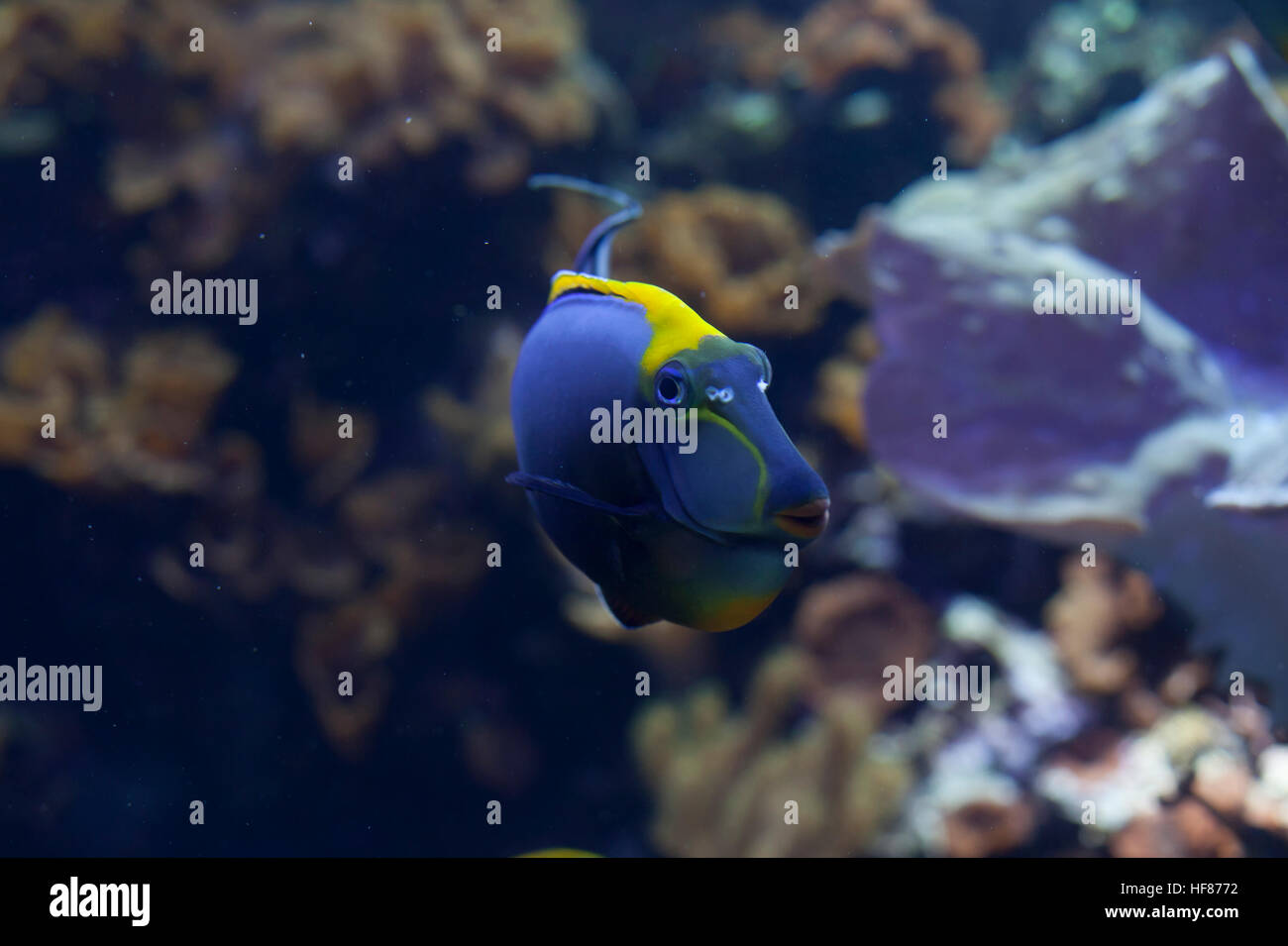 Naso rubio tang (Naso elegans) peces nadando Foto de stock