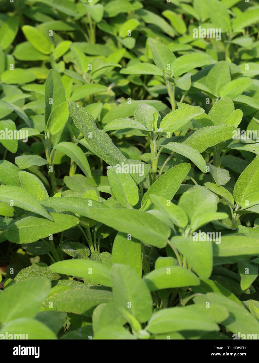 Fondo perfecto de hojas verdes de la salvia planta aromática Foto de stock