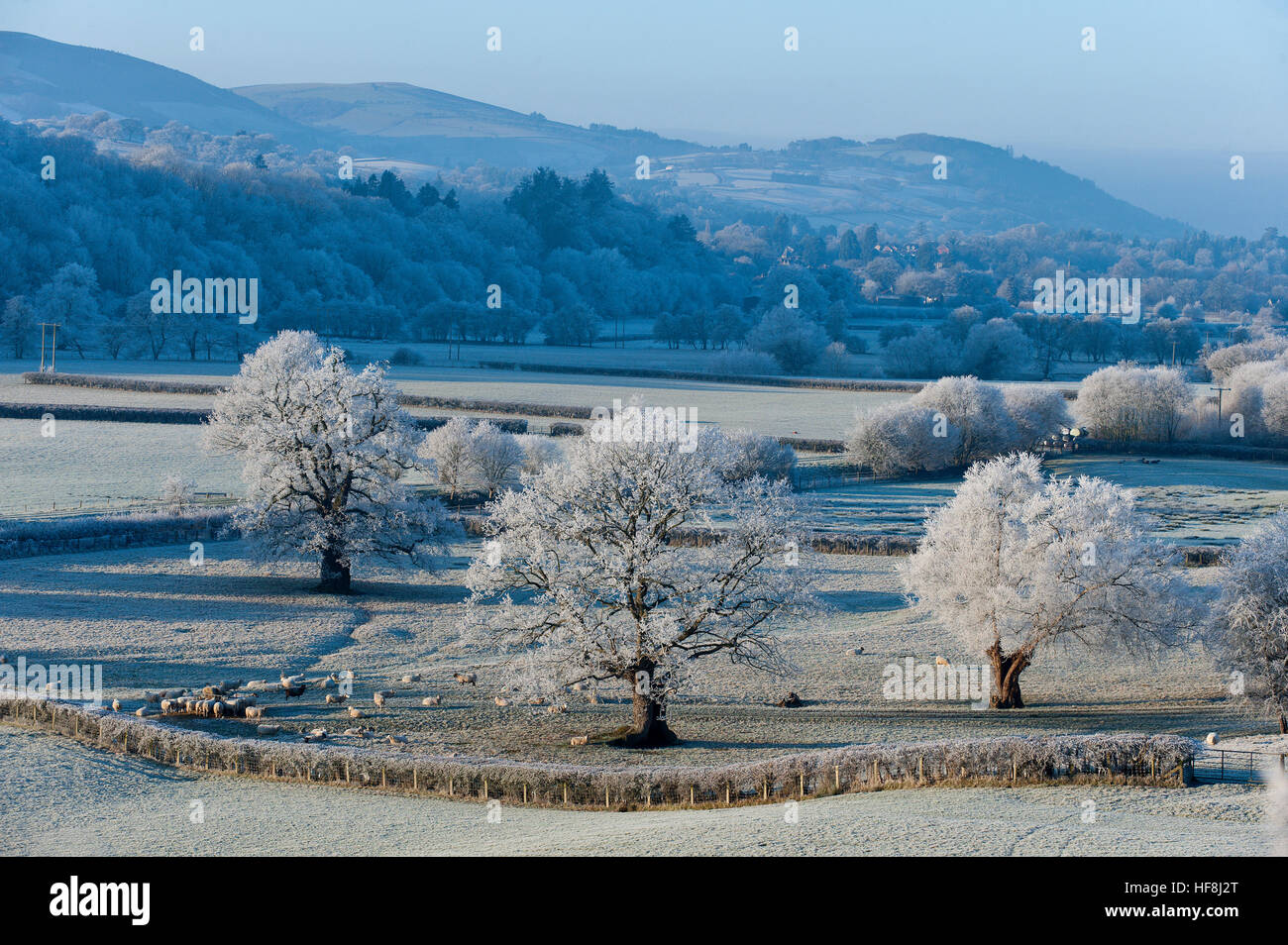 Powys, Gales, Reino Unido. El 29 de diciembre de 2016. Muy frías y heladas en el centro de Gales al amanecer, con temperaturas de alrededor de menos cinco grados centígrados anoche. © Graham M. Lorenzo/Alamy Live News. Foto de stock