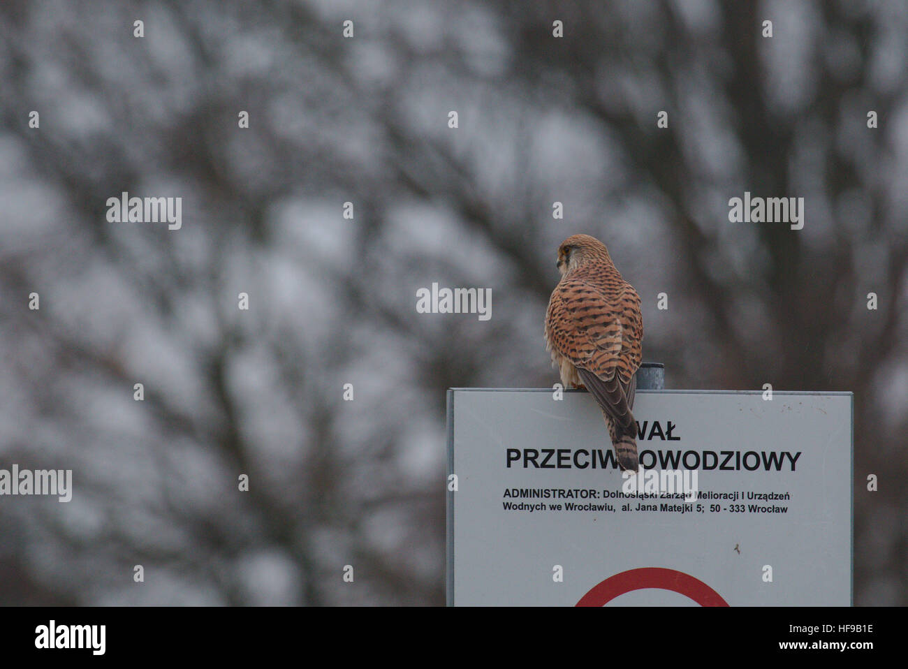 Europeo Femenino cernícalo (Falco tinnunculus) sentados en un cartel con el texto "anti-inundación terraplén' (en polaco) Foto de stock