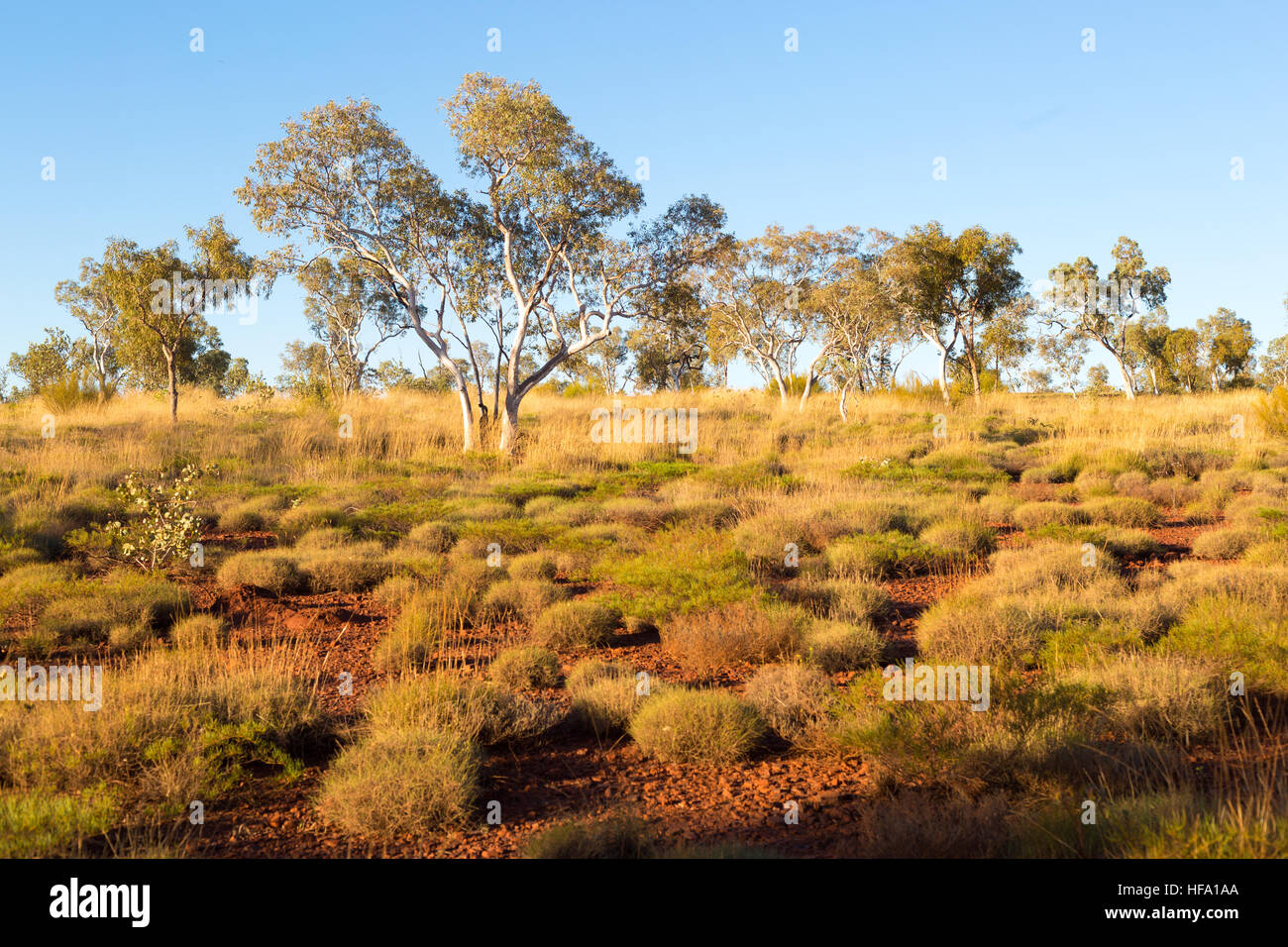 Arbusto australiano, paisaje Foto de stock
