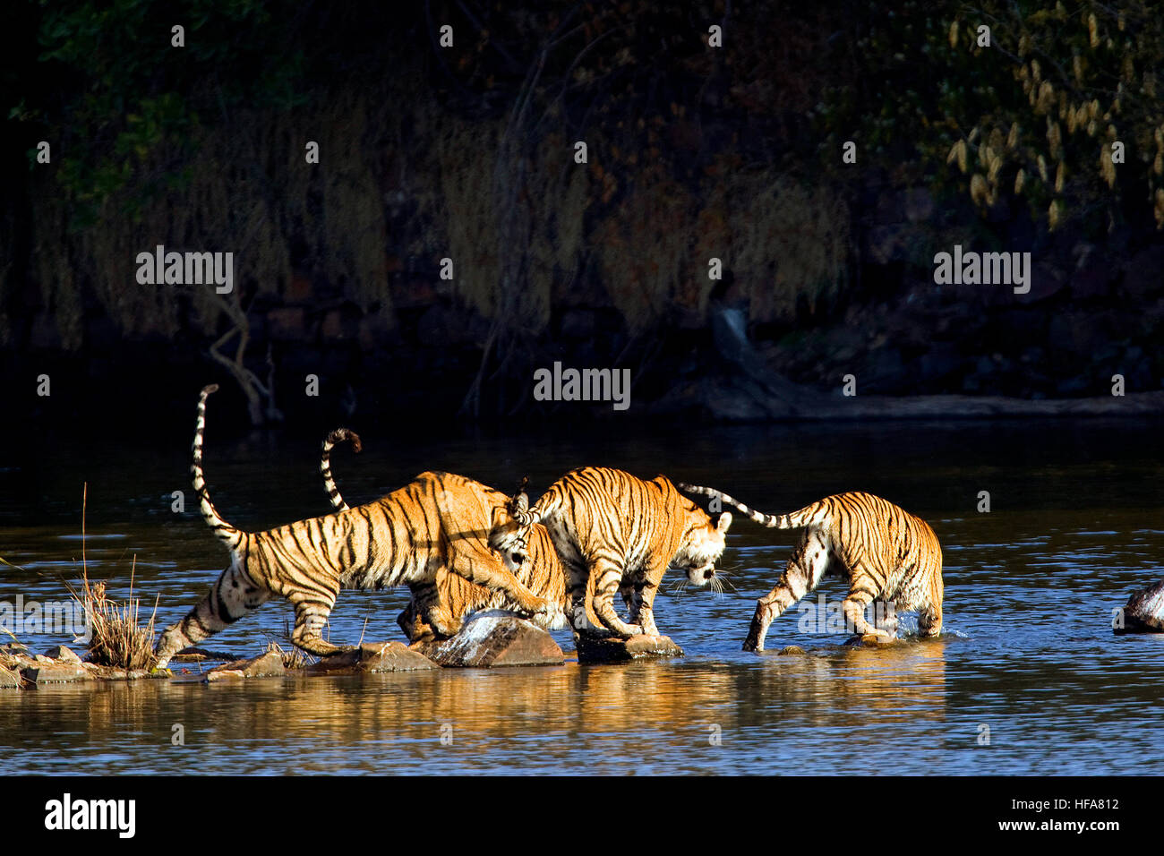 Tigre de Bengala,vida salvaje india,Panthera tigris,trail,cruzar arroyo,la reserva de tigres de ranthambore,big cat, especies en peligro de extinción, vida silvestre Foto de stock