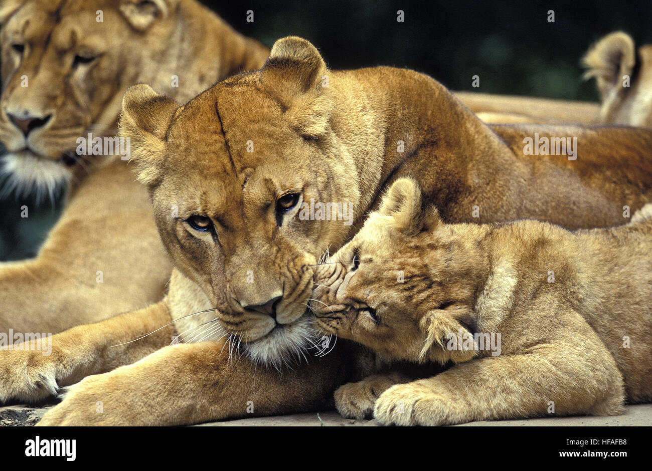 Besando al león fotografías e imágenes de alta resolución - Alamy