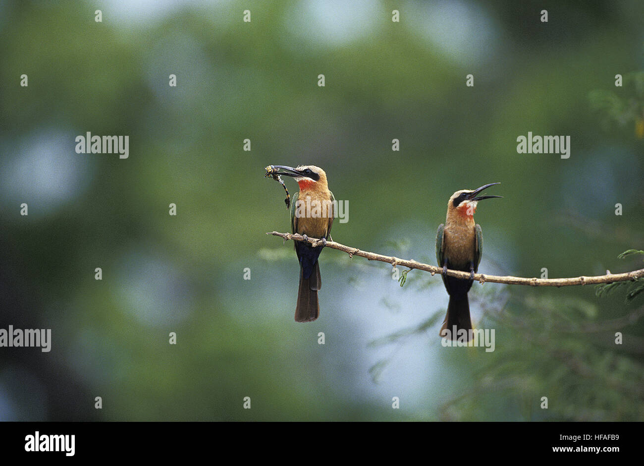 Fachada blanca Bee Eater, merops bullockoides, Adultos de pie en la rama, comiendo insectos, Kenya Foto de stock