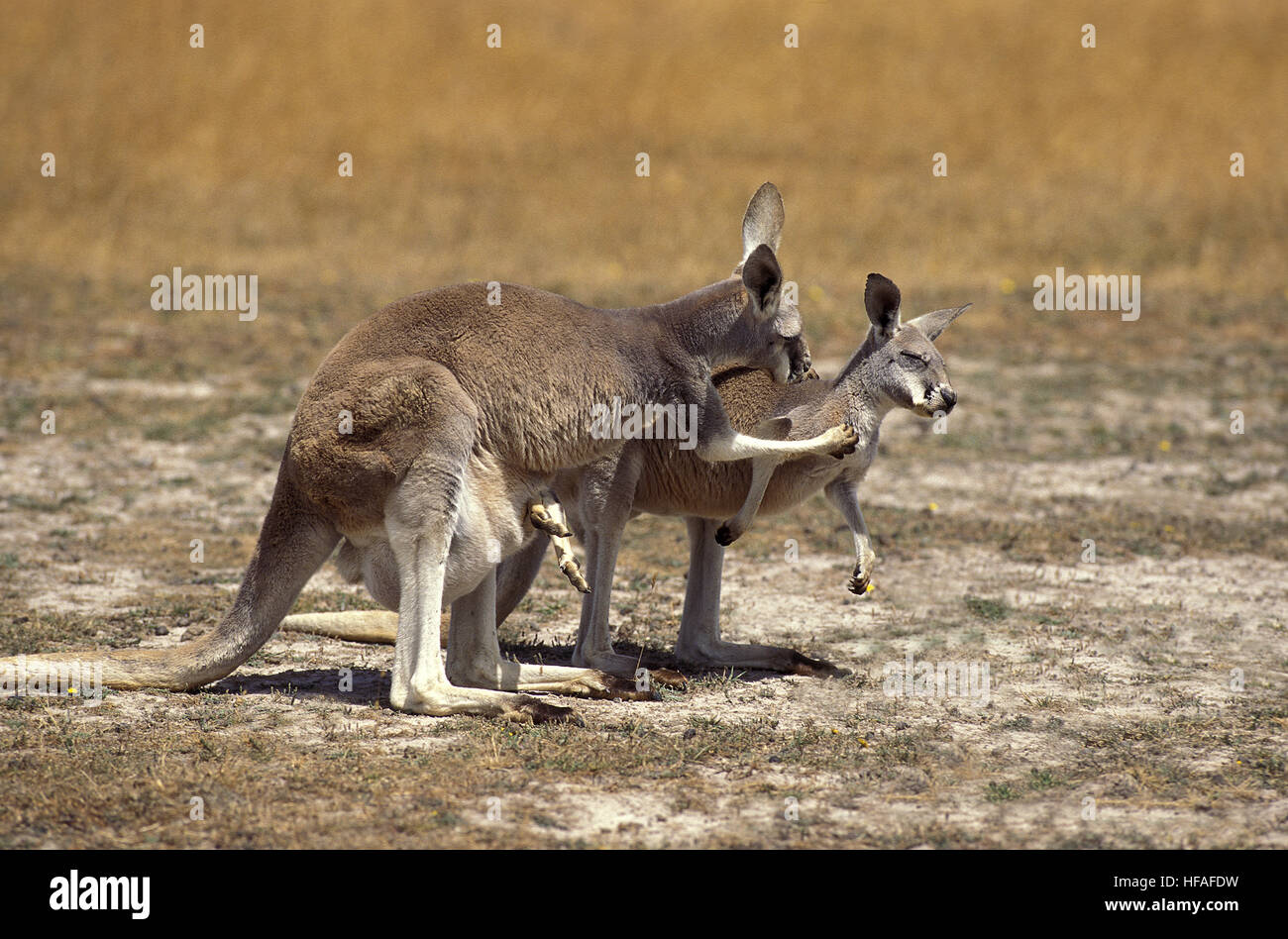 Madre Nativa Australiana Del Canguro Con Joey Del Bebé En La Bolsa Que Se  Coloca En Campo Imagen de archivo - Imagen de canguro, gris: 117181405