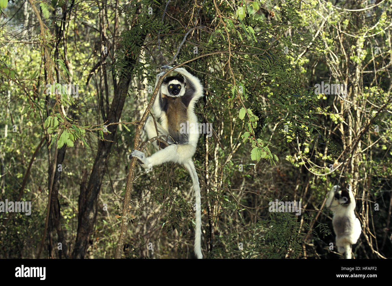 Verreaux's Sifaka, propithecus verreauxi, colgando de la rama de adultos, Berent Reserva en Madagascar Foto de stock