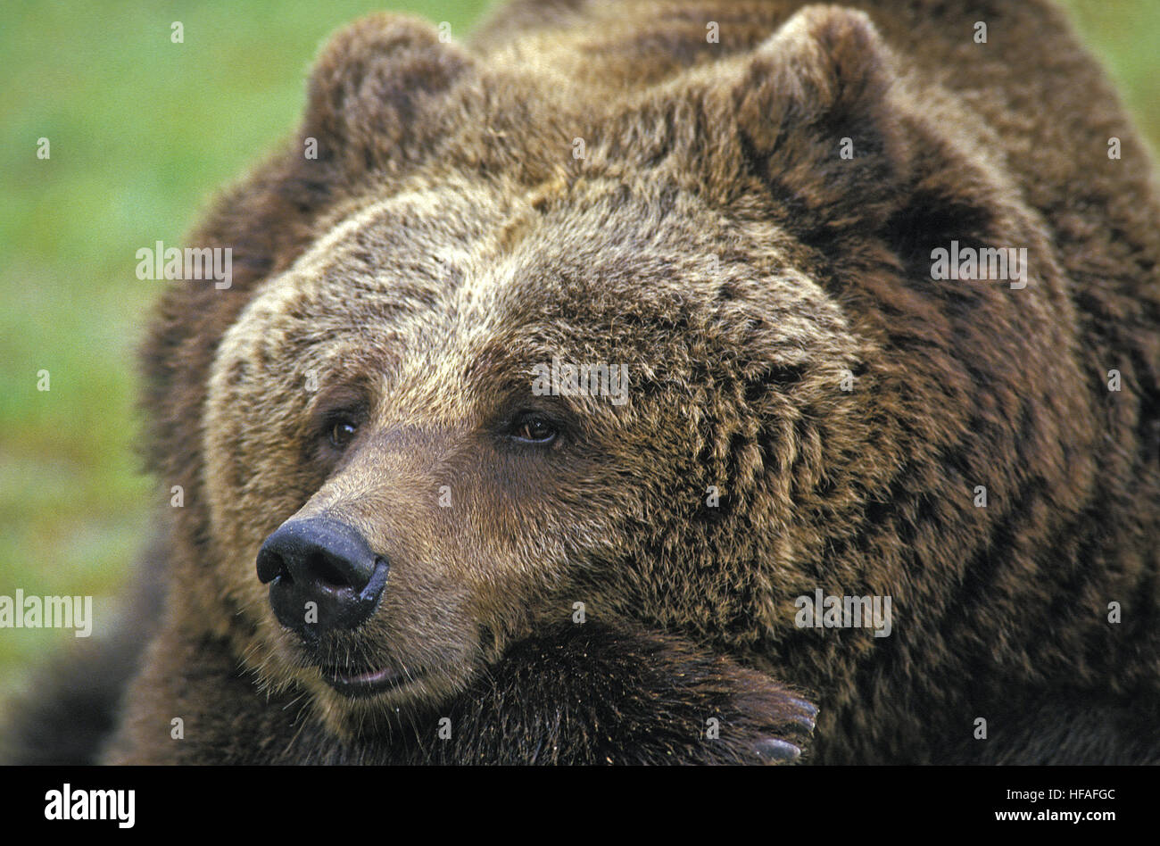 Un oso gracioso durmiendo fotografías e imágenes de alta resolución - Alamy Un oso gracioso durmiendo fotografías e imágenes de alta resolución - Alamy