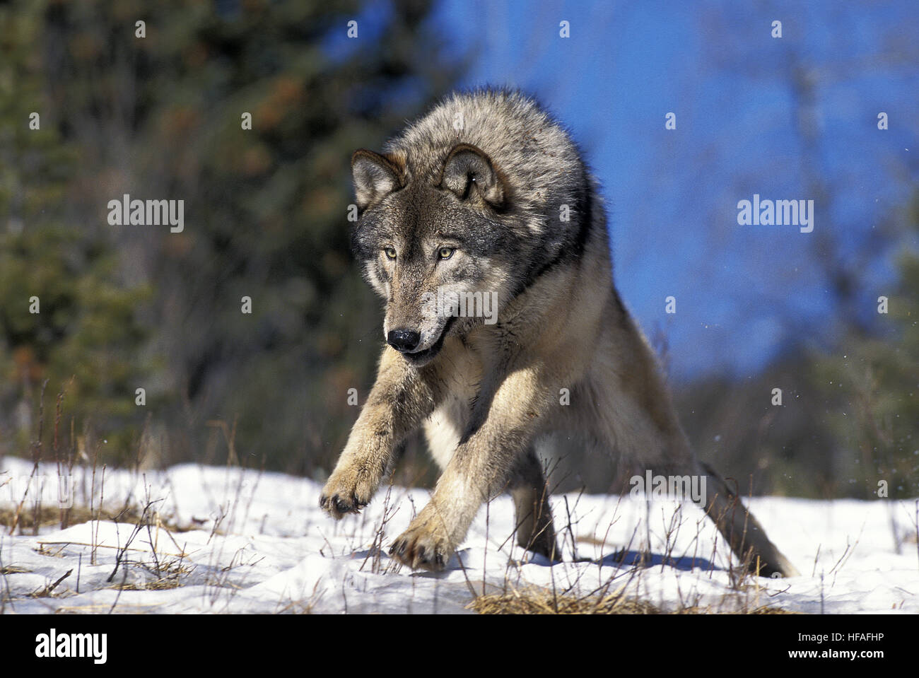 North American lobo gris, canis lupus occidentalis, Adulto corriendo sobre la nieve, Canadá Foto de stock